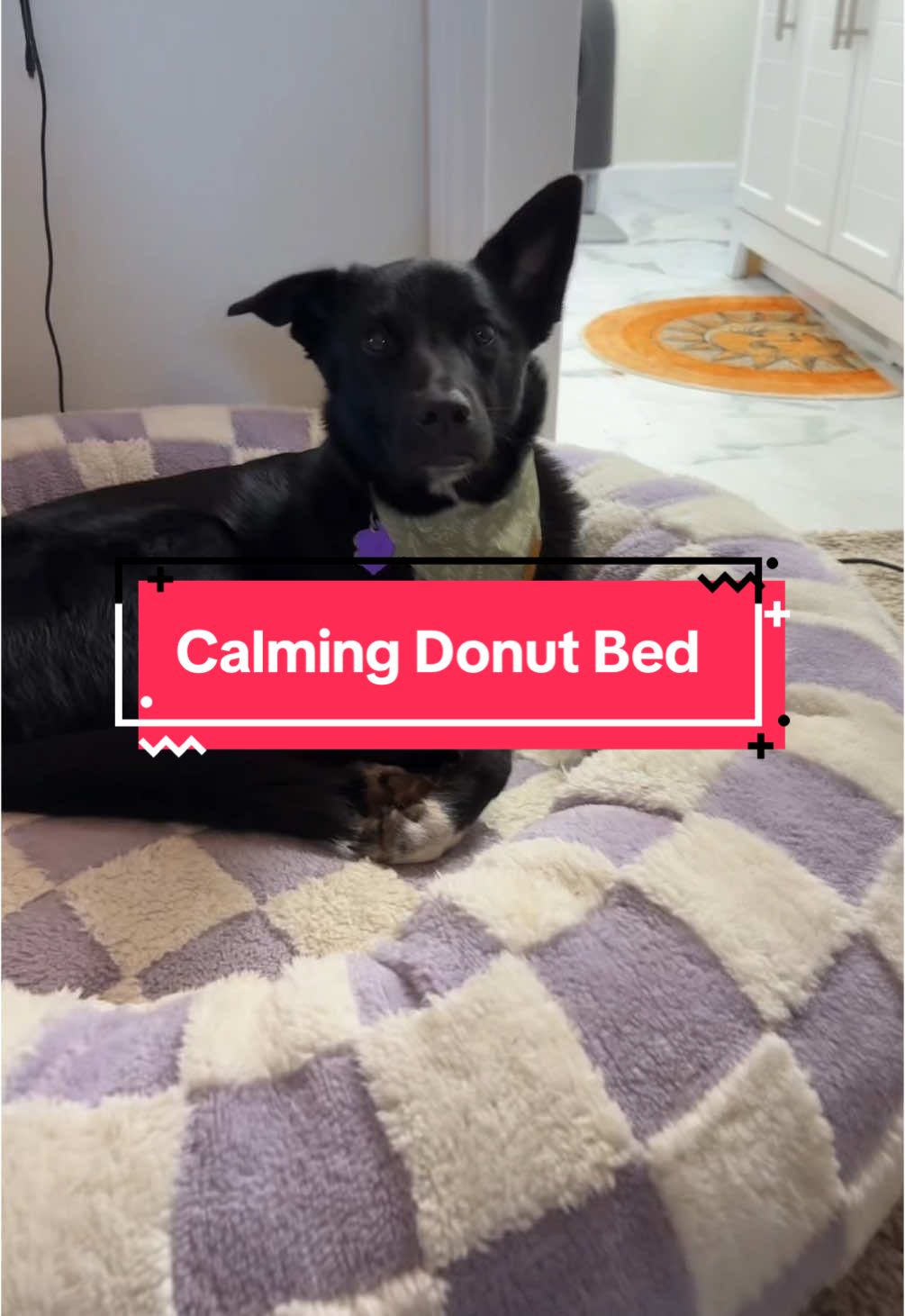 Shes so cute in this bed 🥹 #dogbed #anxiousdog #donutbed 