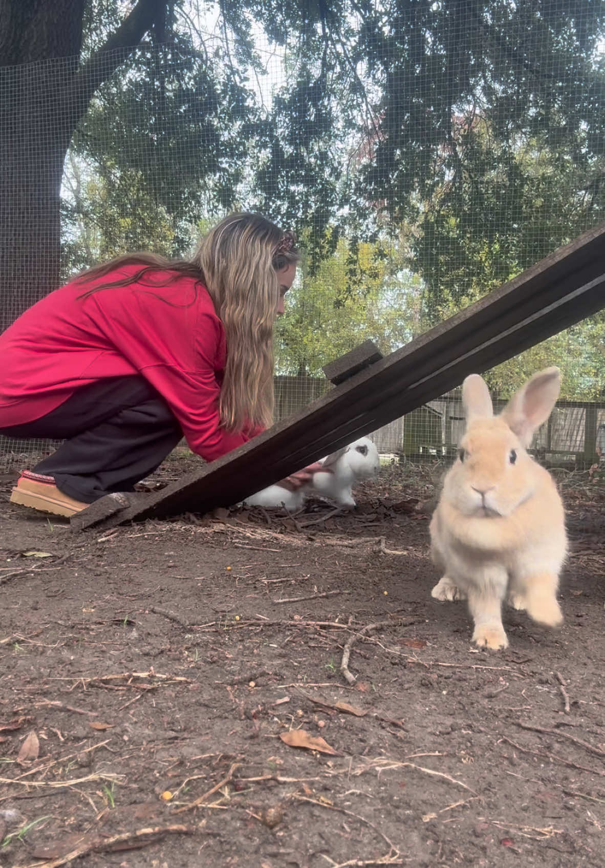 Chicken wing, chicken wing 🐥🍗#fyp #boymom #Lifestyle #ditl #houston #houstontx #toddlermom #sahmlife #bunny #rabbitsoftiktok #CapCut 