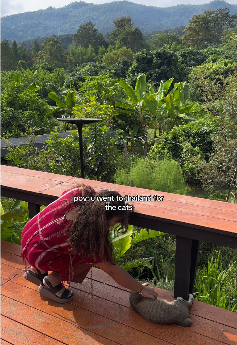 all the kitties were so friendly n sweet 🥹 #thailand #catsoftiktok #relatable 