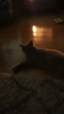 #thismoment #withmy #mrchaudhary😻 #fire #fyp #catsoftiktok #videoviral #catlover #tabbasam321 