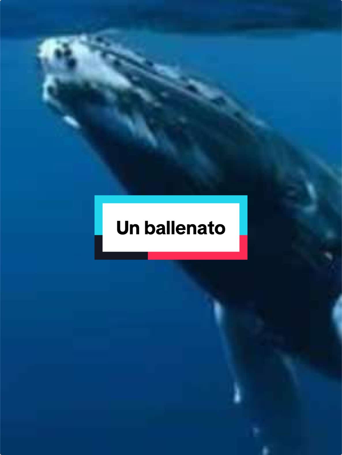 Un ballenato en aguas mexicanas, llegaron a las costas de Zihuatanejo en el estado de Guerrero.  #ballena #bebes #animales #tierno #sorprendente #cotorreando #adn40