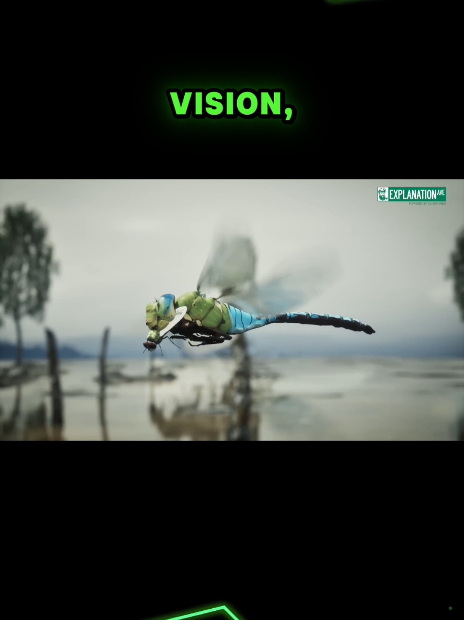 Dragonflies are technically the most successful predators on Earth! Even more than lions or hawks Watch to learn why And learn more about how dragonflies see the world in the full video on the Vision Vibes YouTube channel!  #dragonfly #insects #bugs #stem #Science #animals #LearnOnTikTok #biology 