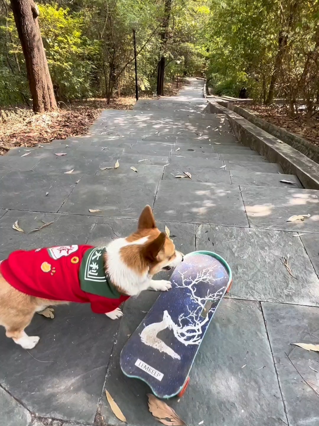 #dog #dogsoftiktok #doglover #corgi #funny #pet #smart #Skateboarding 