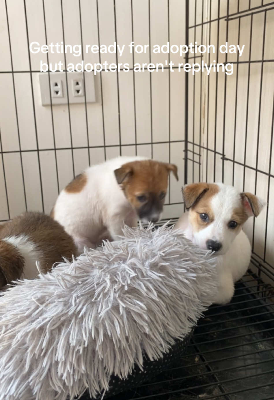 DANA AND SIBLINGS UPDATE was able to catch another 2 pups. 4 more to go! If interested in adopting a pup, kindly send us a dm. Adopters must be willing to undergo screening. This is to make sure they don't end up in the street/abandoned.  #DanaUpdate #MamaDog #dog #dogs #dogsoftiktok #aspin #aspins #aspinsoftiktok #straydog #puppy