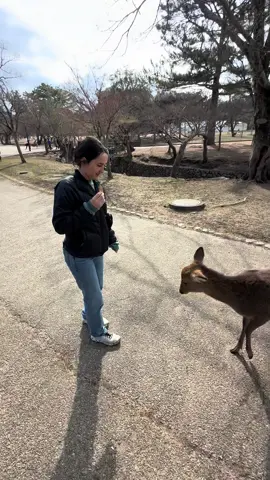 As much as I’d love those things this was a highlight of my life. Nara deer park is located in Nara Japan, just a short train ride away from Kyoto. You can buy these little wafers to feed the deers that just free roam around the city.    The deer in Nara Park are considered sacred and roam freely throughout the park, interacting with visitors. They are regarded as messengers of the gods and are a cherished symbol of Nara's cultural heritage.  #creatorsearchinsights #traveltiktok #japantravel #naradeerpark #narajapan #thingstodojapan #travelmeme 