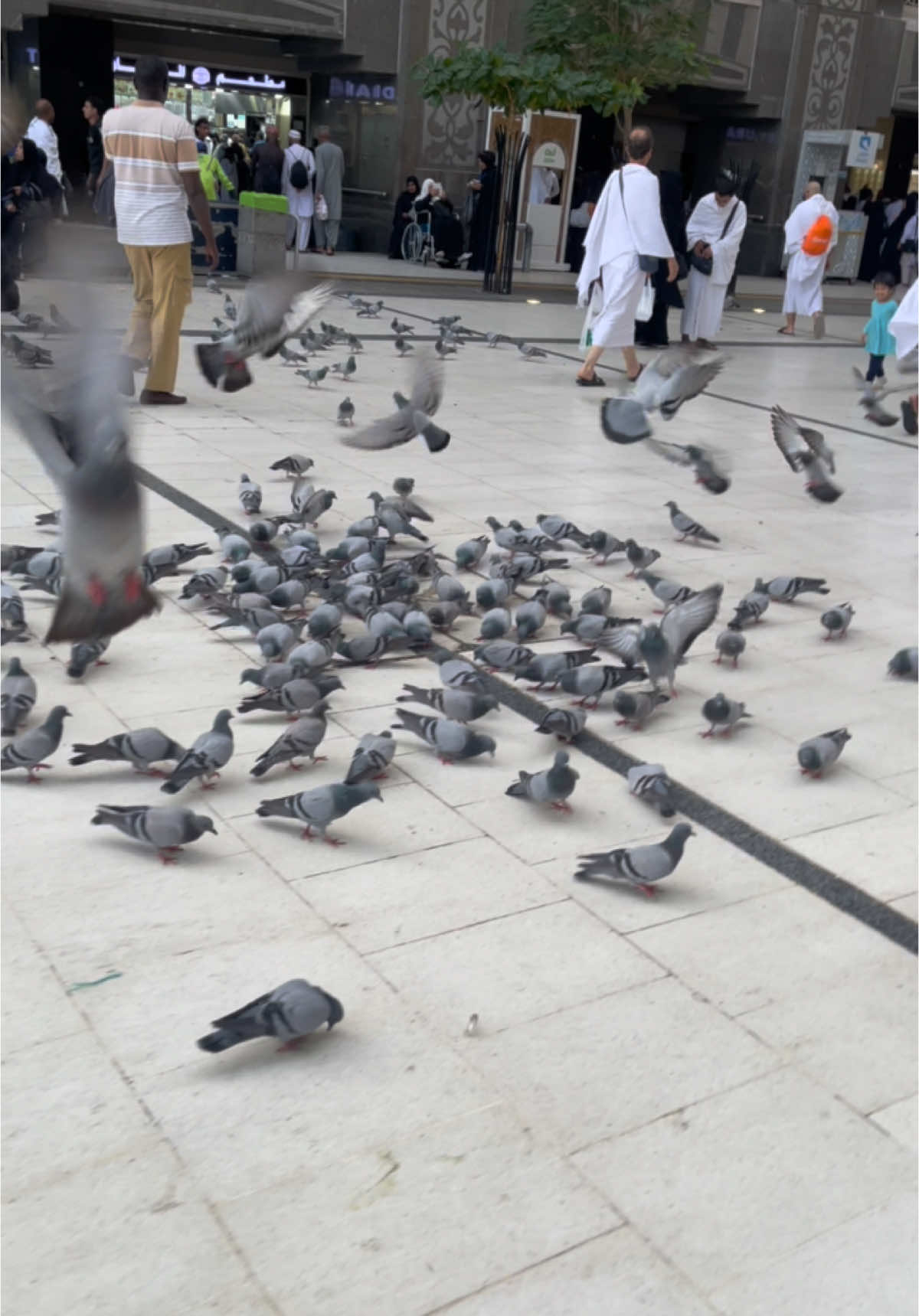 মক্কা হেরাম শরীফ🥰🕊️🕊️ #islam #mecca #video #2024 #muslim #makkah #pegion #entrance #mashaallah #alhamdulillah #umrah2024 