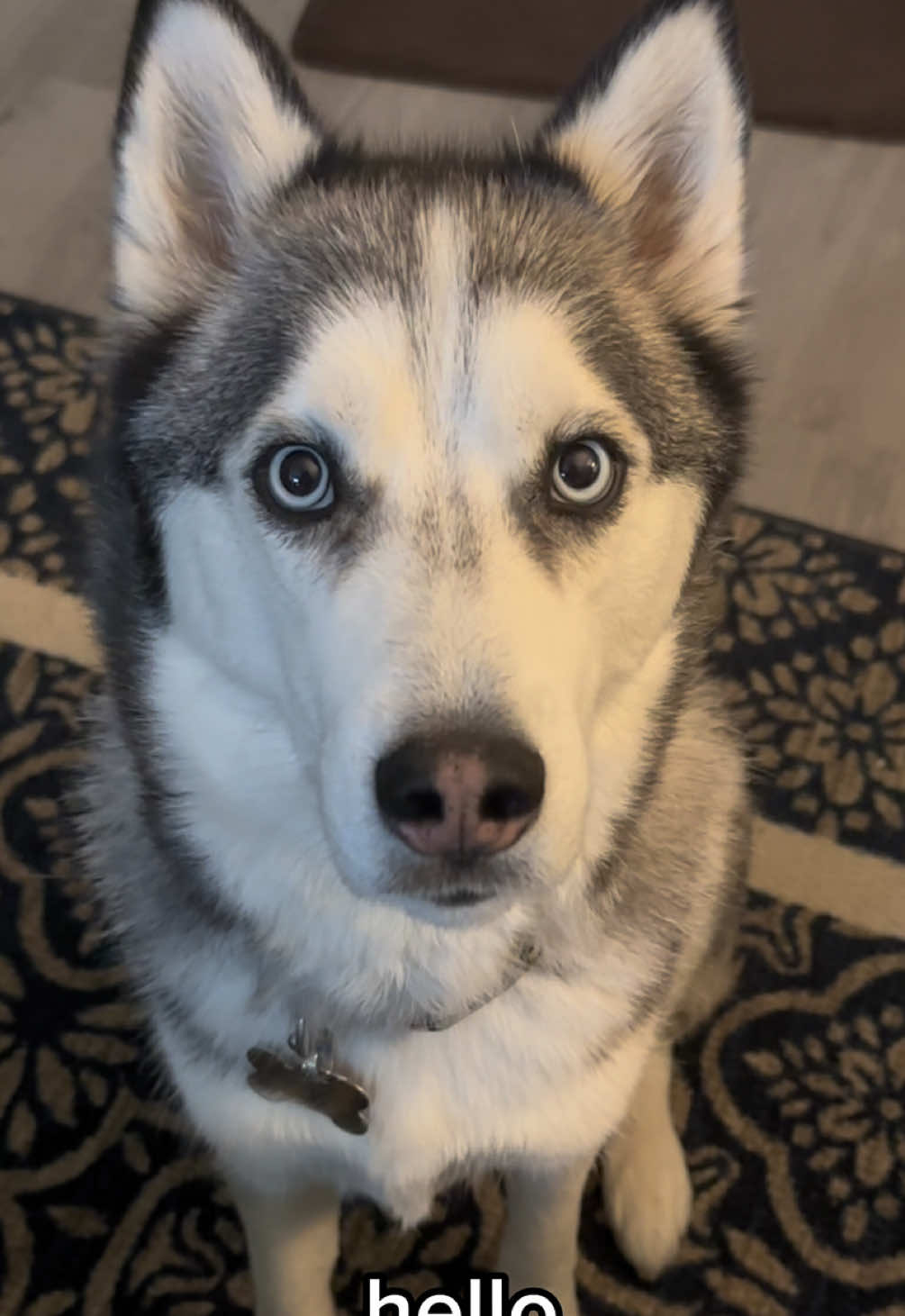 Pluto is so good at speaking!   #huskies #siberianhuskies #huskylover #doglove #huskytalk #huskysoftiktok #talkingdog #cutedogs #dogasmr #funnydogs #dogtok #dogsoftiktok #fyp 