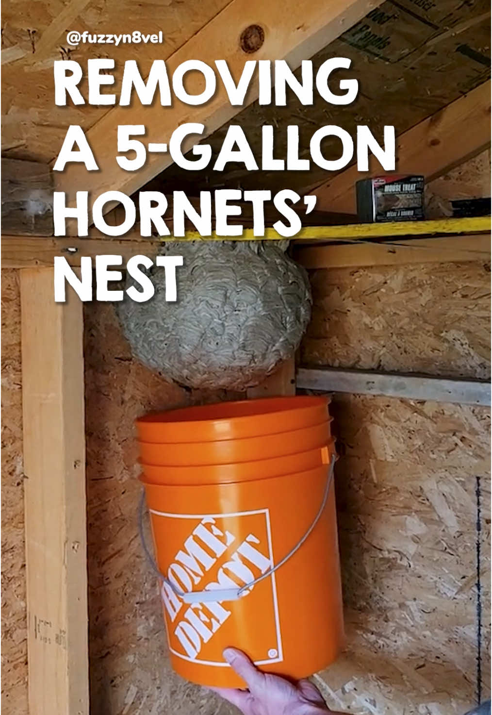 Removing 5 gallon hornet’s nest  Video credit: @N8Y  #hornet #scaryvideos 