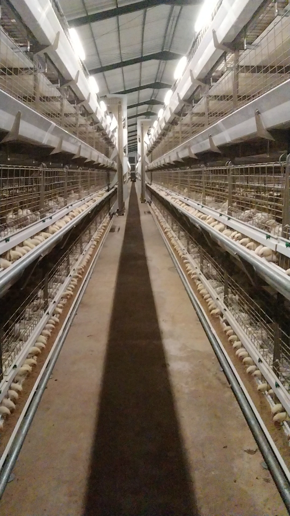 Kandang Ayam broiler Cages #broiler #aabroiler #fyp #fypシ゚viral #AAbroiler #kandangayam 