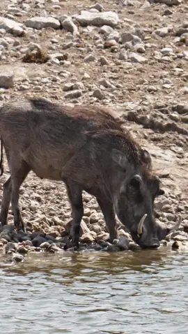 Walking on sunshine. A Warthog running towards water in Etosha National Park, Namibia. #namibia #etoshanationalpark #warthog #wildlife #animals #etoshawildlife #nationalpark #explorenamibia #explore #safari #dailypost