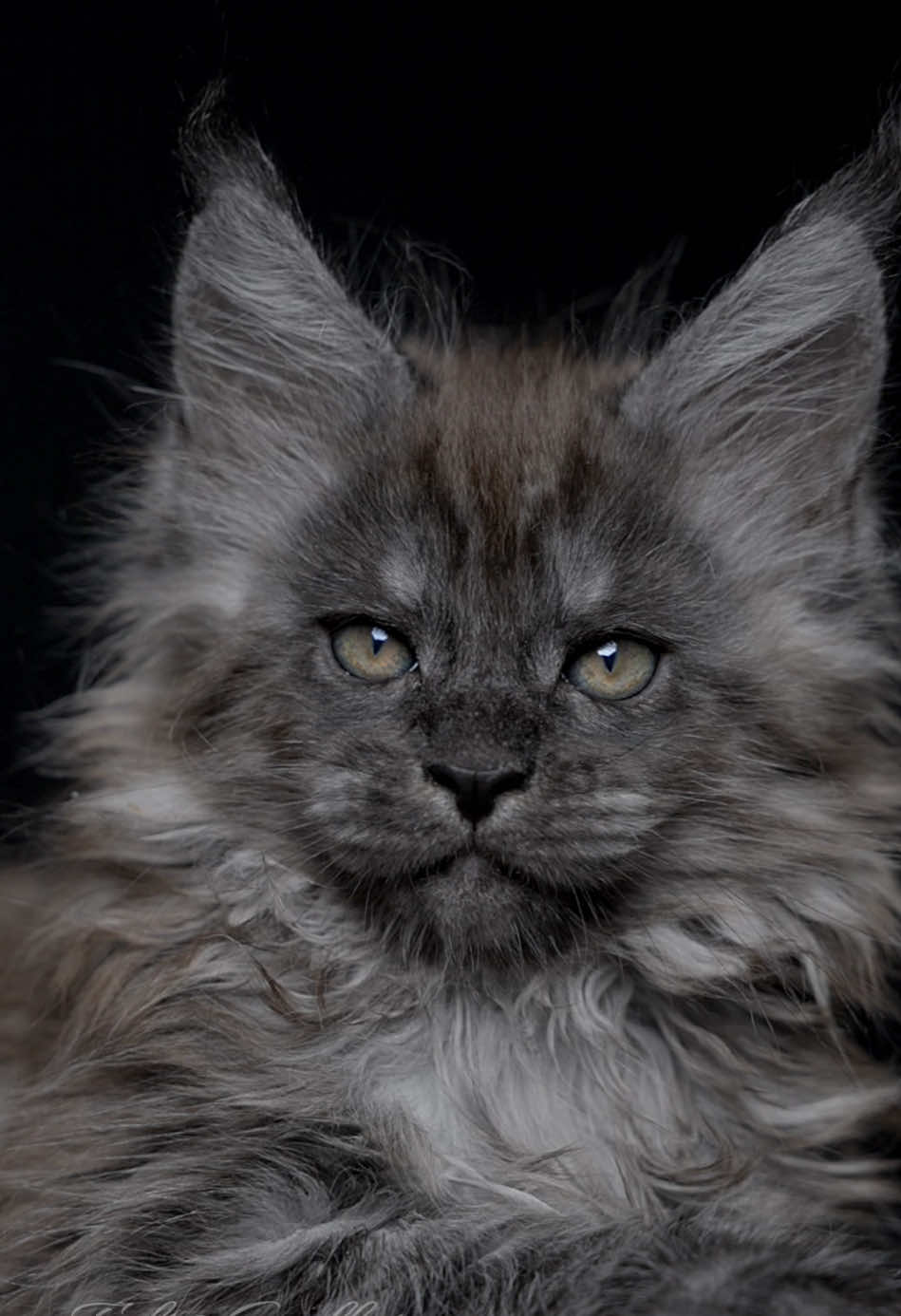 How would you name this little guy? #mainecoon #kitten 