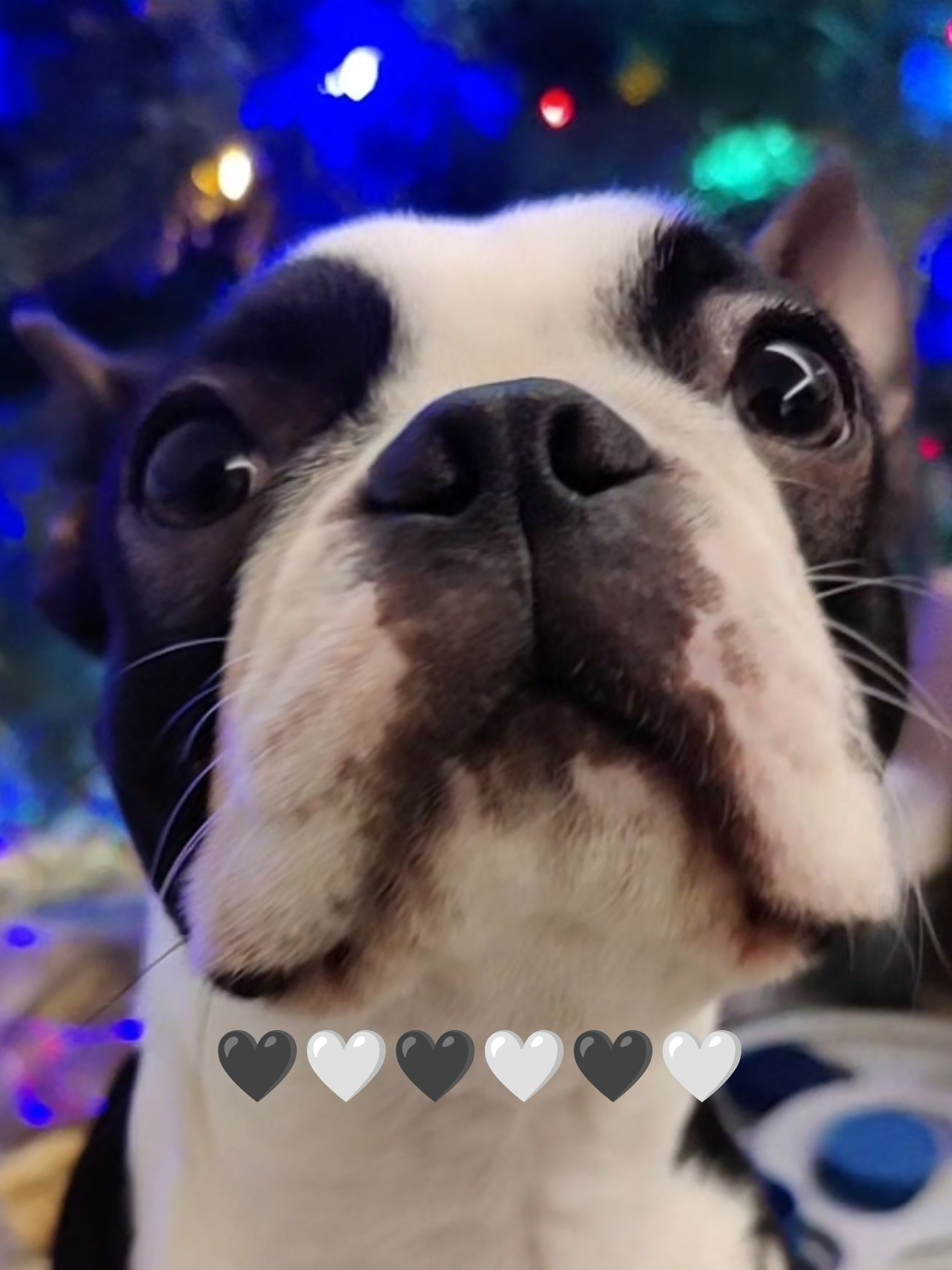 best kisses from the goodest boii #bostonterriersoftiktok #fyp #christmas 