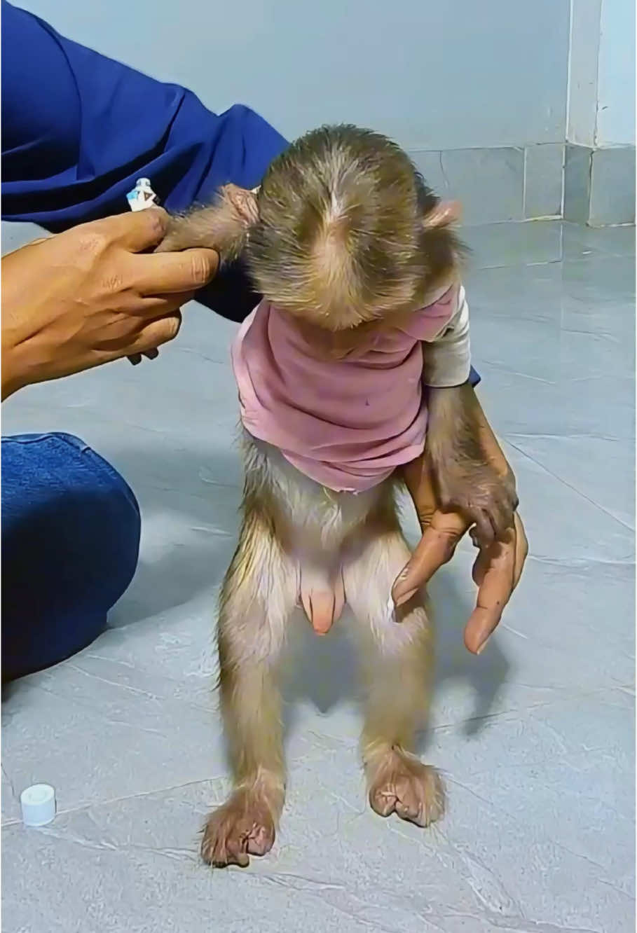 #monkey #monkeys #monkeysoftiktok #monkeydluffy #monkeybaby #animal #pet #paris #monkeytiktok #monkeyface #cutemonkey #wildlife #fyp #wildanimals #animals #nature 