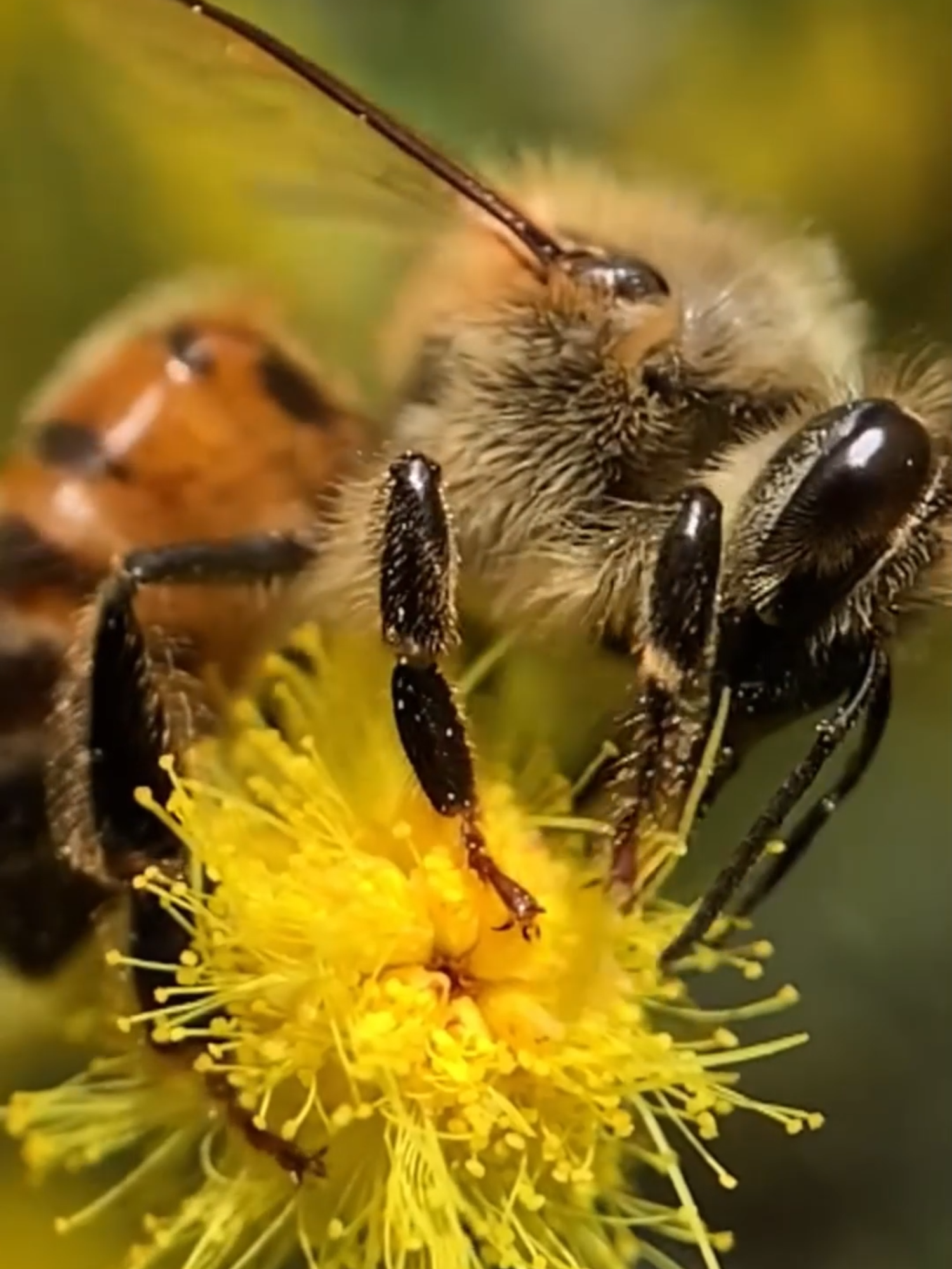 LAS ABEJAS Y LA POLINIZACIÓN: GARANTES DE LA VIDA 🌼🐝 Las abejas realizan un trabajo esencial: la polinización. Gracias a ellas, disfrutamos frutas y verduras frescas. Protegerlas es proteger la biodiversidad y nuestro futuro alimenticio. #Polinización #Abejas #Biodiversidad #Ecosistemas #Alimentos #Naturaleza #CuidadoDelMedioAmbiente #CultivosSostenibles #VidaSaludable #Sostenibilidad