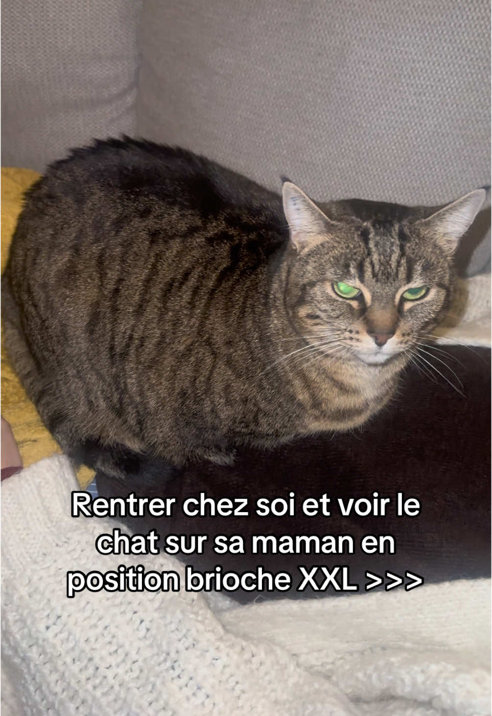 La star qu’elle pense être #cat #brioche @cylulu