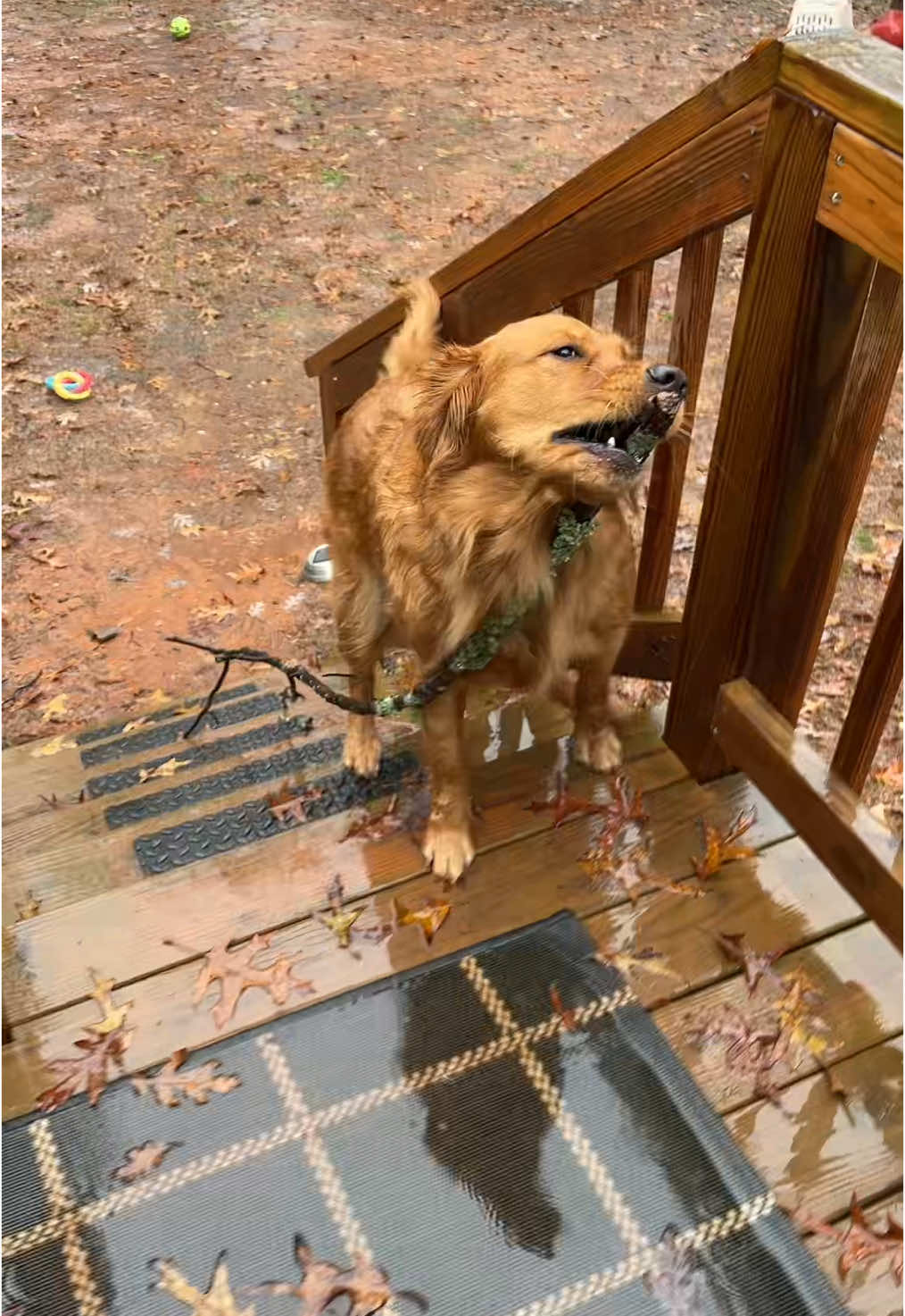 This crazy dog!!! After I stopped recording she went back and grabbed it to try and bring inside 🤣😂 she is my best friend and crazy as a loon!  #goldenretrieverpuppy #goldenretrievers #dogswithsticks #sillydog #christmas #bestfriend 