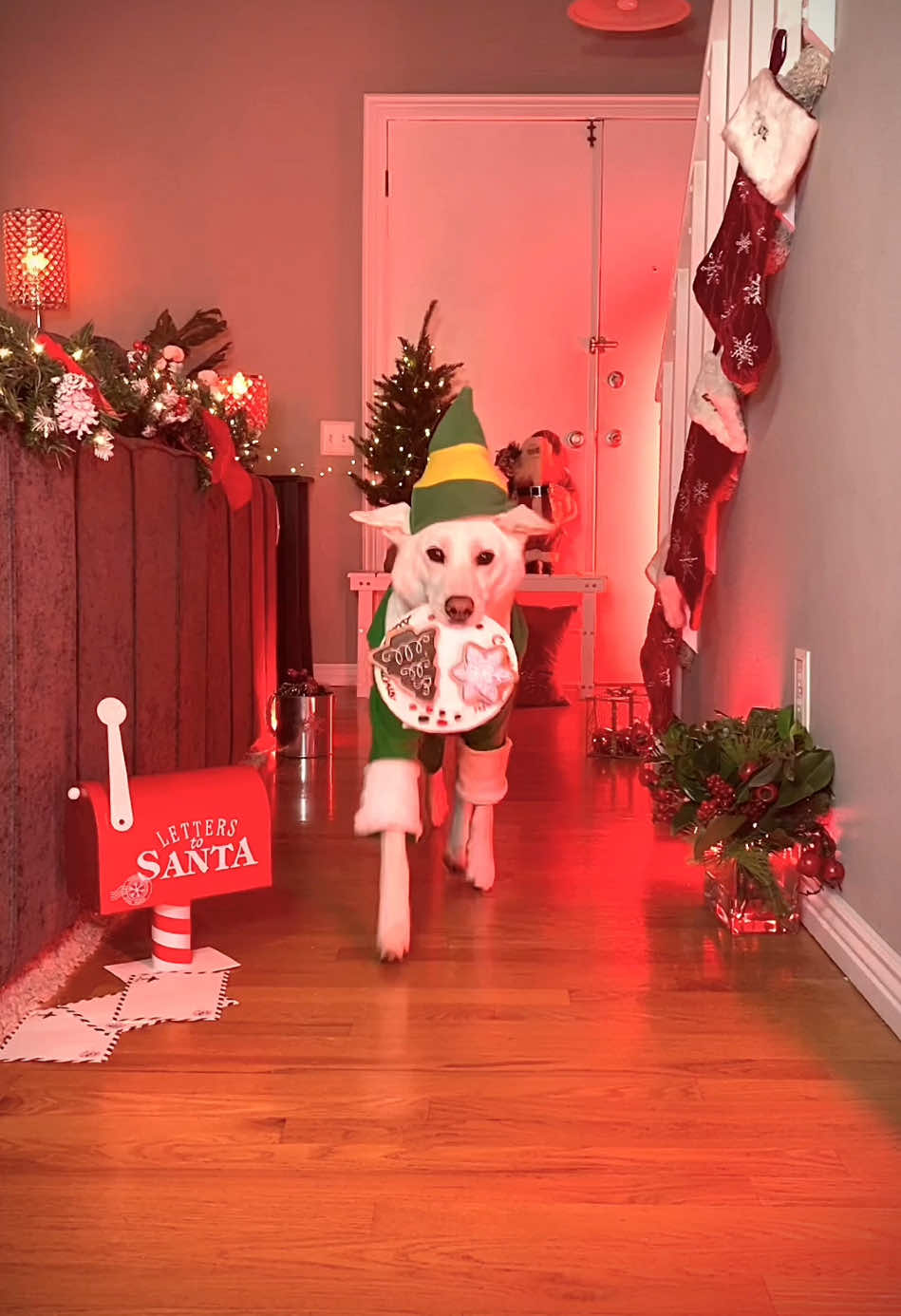 Strutting his stuff down the runway…the Christmas runway!  Which look was your favorite? #dogsoftiktok #christmas 