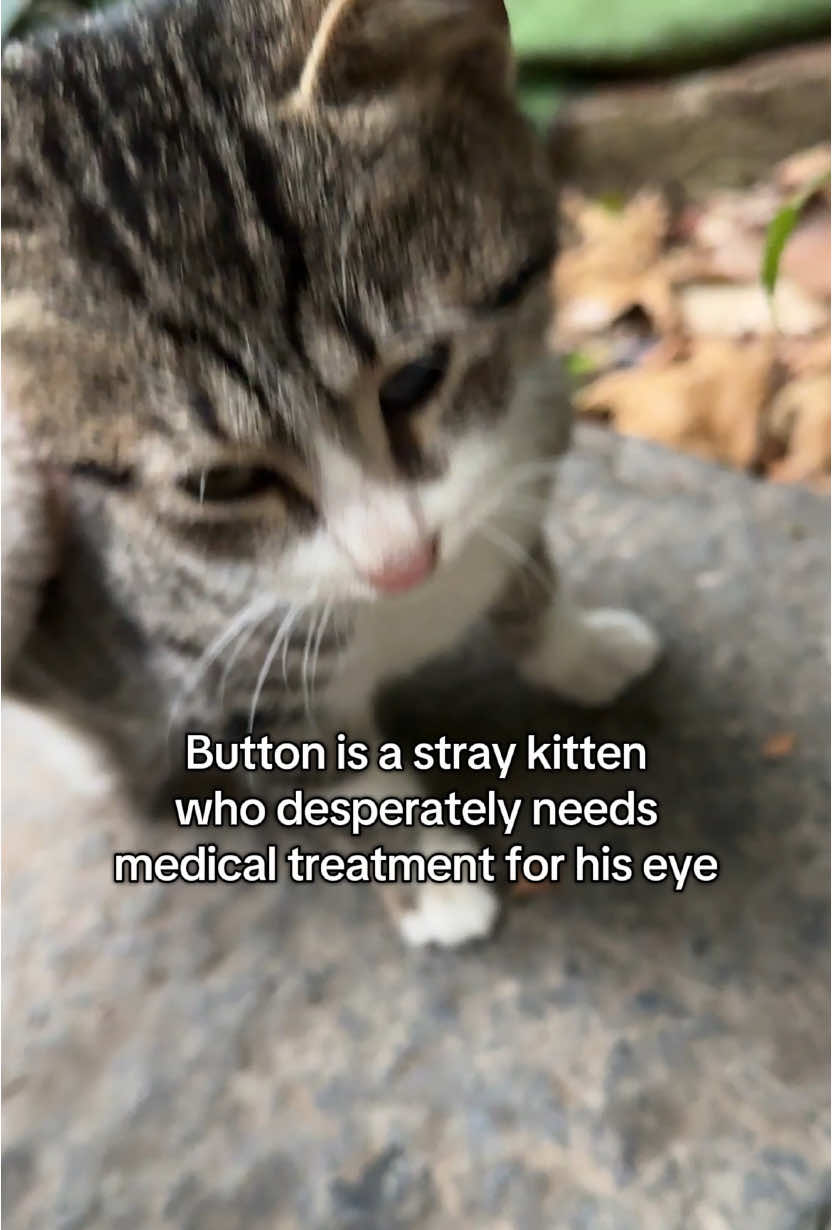 Button is a tiny, fragile soul who has known nothing but the harshness of the streets. Now, he’s fighting to keep his precious sight, and without urgent help, his world could become even darker. Surviving on the streets with one eye will be an unimaginable struggle for such a small kitten. He’s just trying to make it through, but with your kindness, we can save his eye and give him the chance at a brighter, safer future. #kittens #kittentok #cats #straycats #catsoftiktok #pets #PetsOfTikTok #animals #kitten #adoptdontshop #animalsoftiktok #meow #kitty #gato #katze #chaton #chat #kitty #kittylove #catlover #catparents #tiktokcats #kittensoftiktok #kofi #fyp #relatable #grwm #usa #foryou 