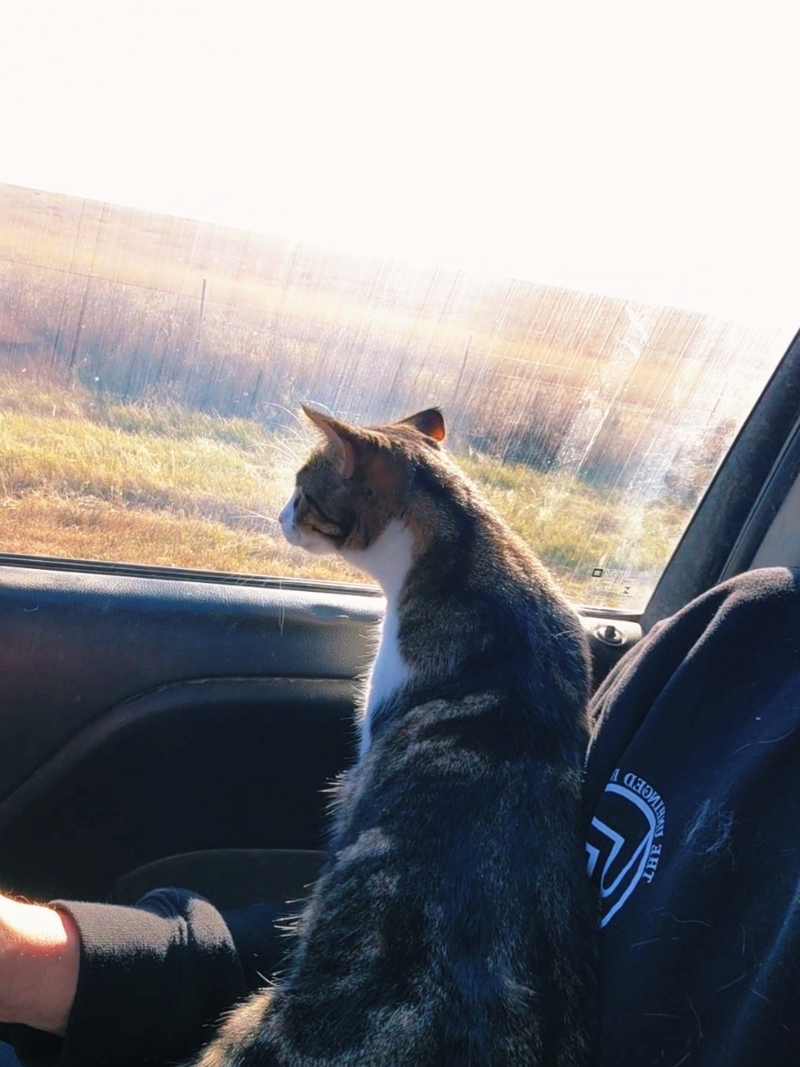 Pom Pom the Ranch Cat. The ranchiest individual on this fucking operation. #eatbeef #agtok #cowtok #rancher  #ranching #livestock #cattle #agriculture #calves #cowcalf #cows #beef #fyp #foryou #foryoupage #ranchcat #catrancher #catsoftiktok 