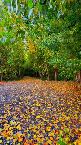 سروشتی جوانی دولی ئاکویان 🍁🍂🍁🍂