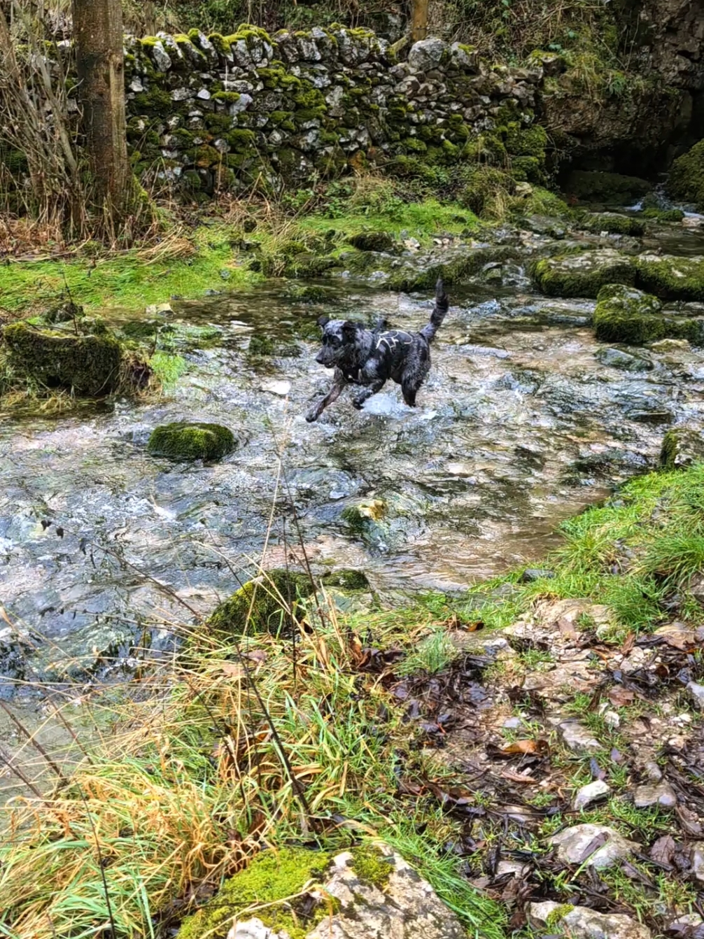 not water is safe  #peakdistrict #water #attack #fun #merle #puppiesoftiktok #pup #borador #labrador #bordercollie #dogsoftiktok #dog #adventure 