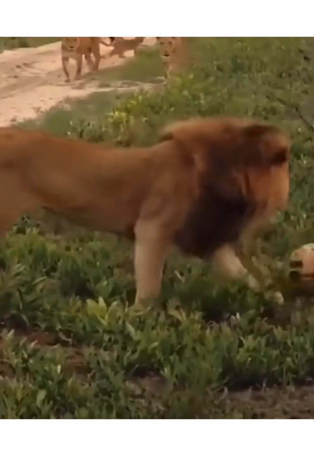 Lion Mum’s reaction to Dad smacking her cub . 