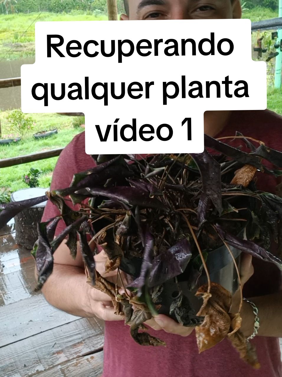 Como recuperar qualquer planta que está sem brotação nova e com as folhas murcha e seca , vem para o passo a passo vídeo 1 tratamento de raízes