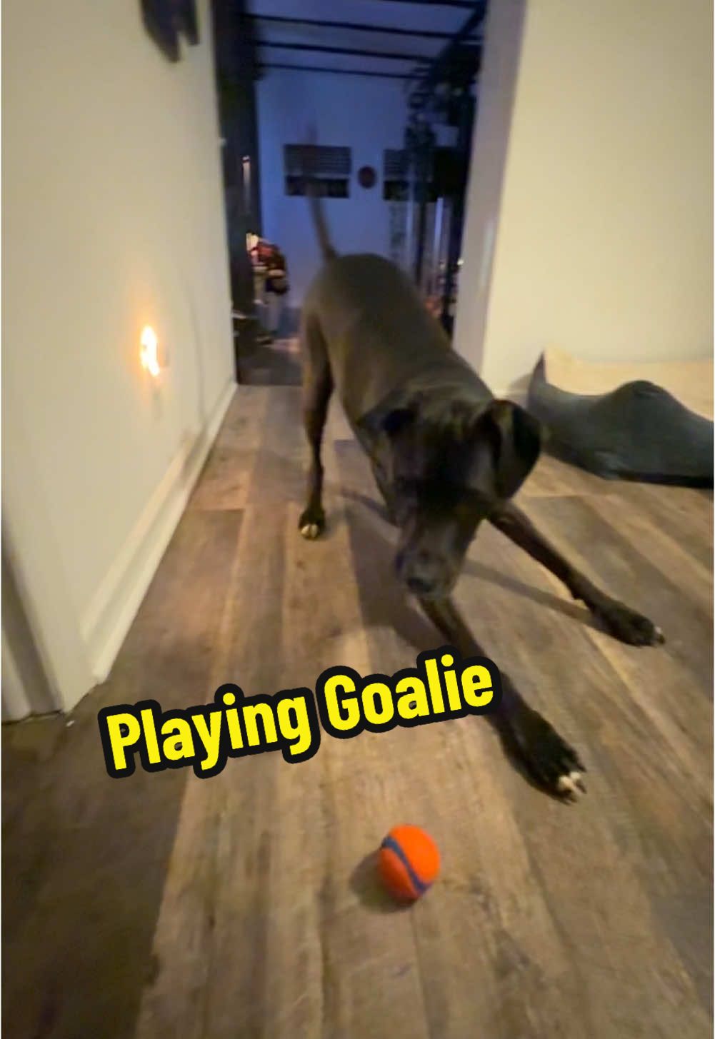 Playing Goalie is his favorite game.. 👊😅 🥅 #dogsoftiktok #WilliamSko #willandwesson 