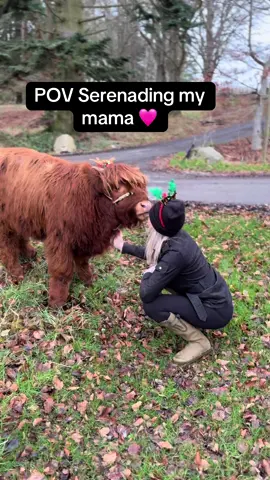 Jingle bells! 🐮🔔❄️ #mapleinthehighlands #Scotland #canadianinscotland #bonniescotland #christmas #christmascow #highlandcow #highlandcoo  #farmer #farmers #supportfarmers  #cowsoftiktok #farmanimals #livestock #farmersofinstagram #countryside #cattle #cows #fyp #foryoupage 