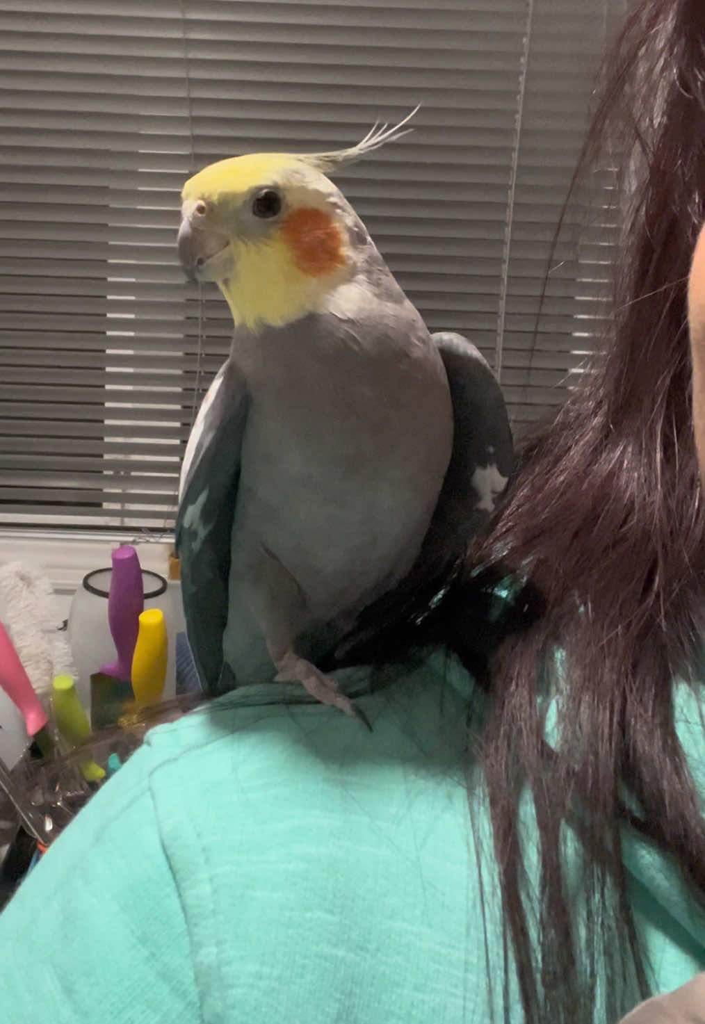 Give me kiss! 💋😘🐦 #cookiethebird #wingsofterror #cockatiel #parrot #cockatielsoftiktok #talkingparrot #singingparrot #prettybird #petbird #parrotsoftiktok #parrotlove #kiss #crazyparrot #попугай #корелла #кореллапопугай #попугайкорелла #поющийпопугай #говорящийпопугай #поцелуй 