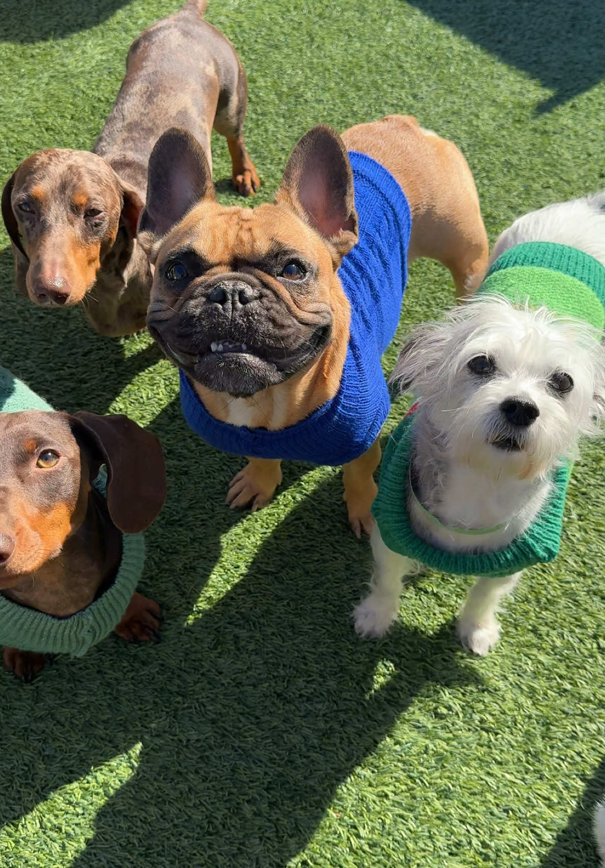 Its finally sweatuh weathuh in little dog daycare ❄️🧣 #dogdaycare #snl #littledogs #trending #sweaterweather 