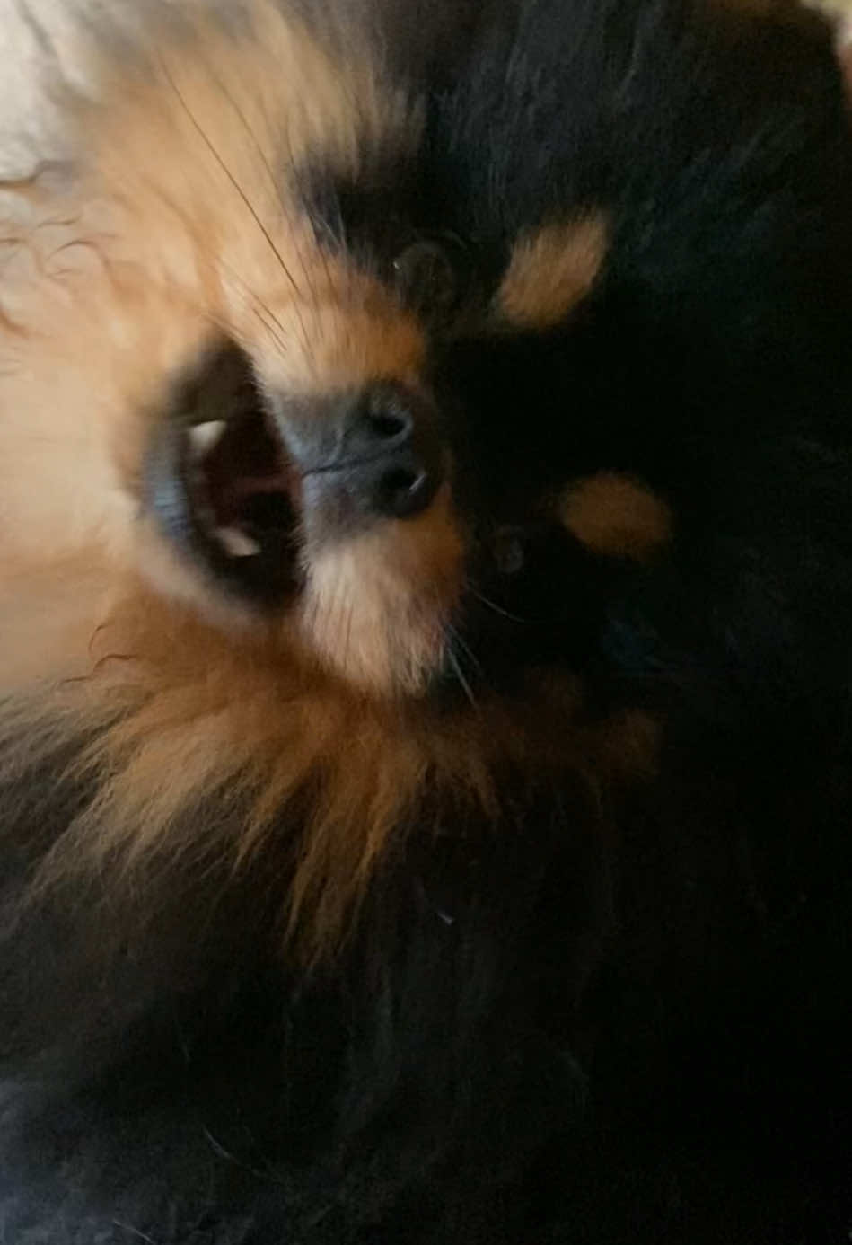 Squeaky dog squeakin #pomeranian #pomeraniansoftiktok #pomeranians #blackandtanpomeranian #tinydog #fluffydog #blackandtan #funnydog #dogsoftiktok #puppiesoftiktok #cutedog #puppytiktok #cutepuppy #dogbarking #talkingdog 