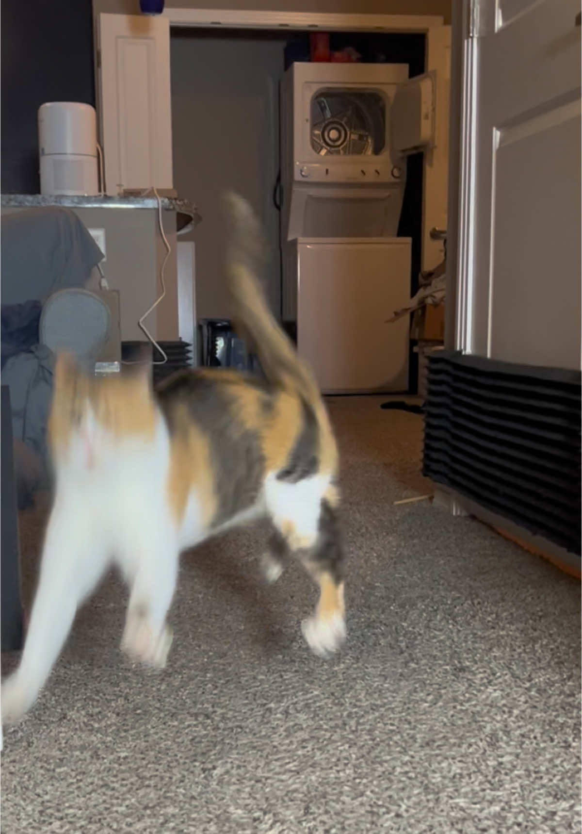 Can’t contain the wiggles #wobblycat #cerebellarhypoplasia #cerebellarhypoplasiacats #chcat #calicocat #calico #catsoftiktok #cat #asmrsounds #stomp #foryoupage #fyp #fy 