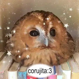 🦉 corujitas! ☆ #fy #viral_video #fyp #coruja #owl #fukuro #ave #aves #fofita #tierno #hermosa #kawaii #fofo #passaros #edit 