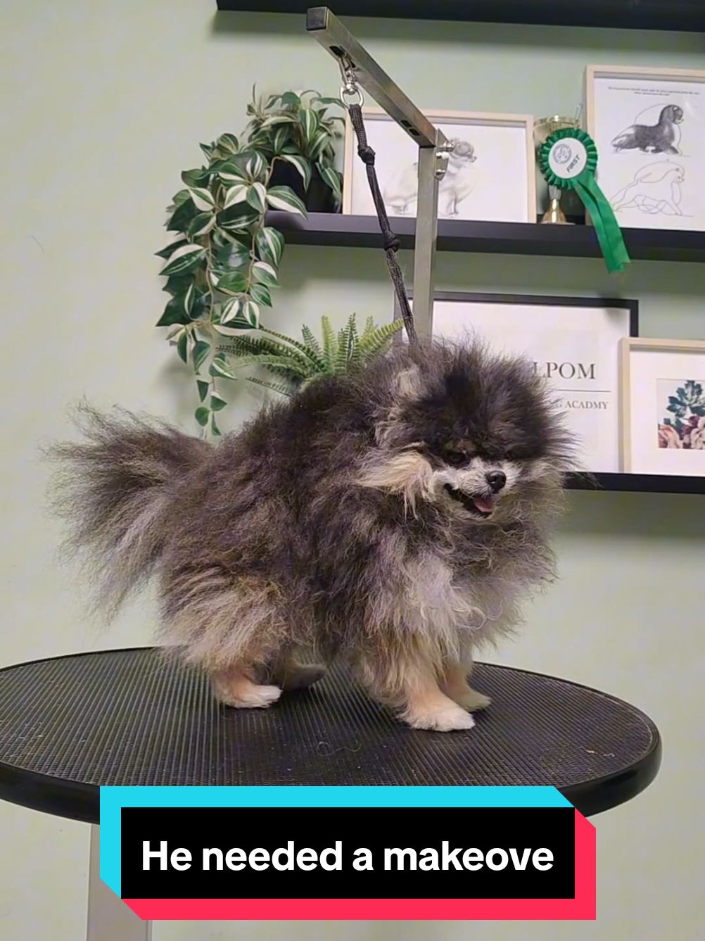 He needed a makeover #puppy #Love #unicorn #doggrooming #doggroomer #joybellpom #pomeraniankennel #eldadsharon #pomeranian #pom #CapCut 