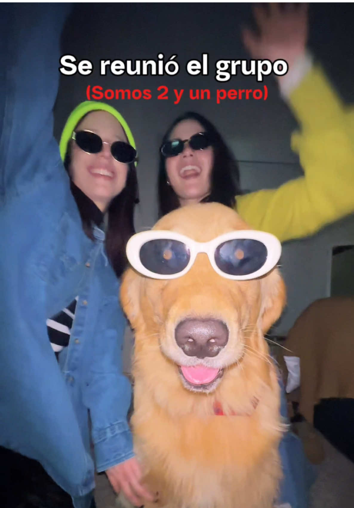 SE REUNIO EL GRUPO GENTE !🤙🏻😎 #fy #fyp #goldenretriever #goldenretrieverlife #goldensoftiktok #dogsoftiktok #PetsOfTikTok #humor 