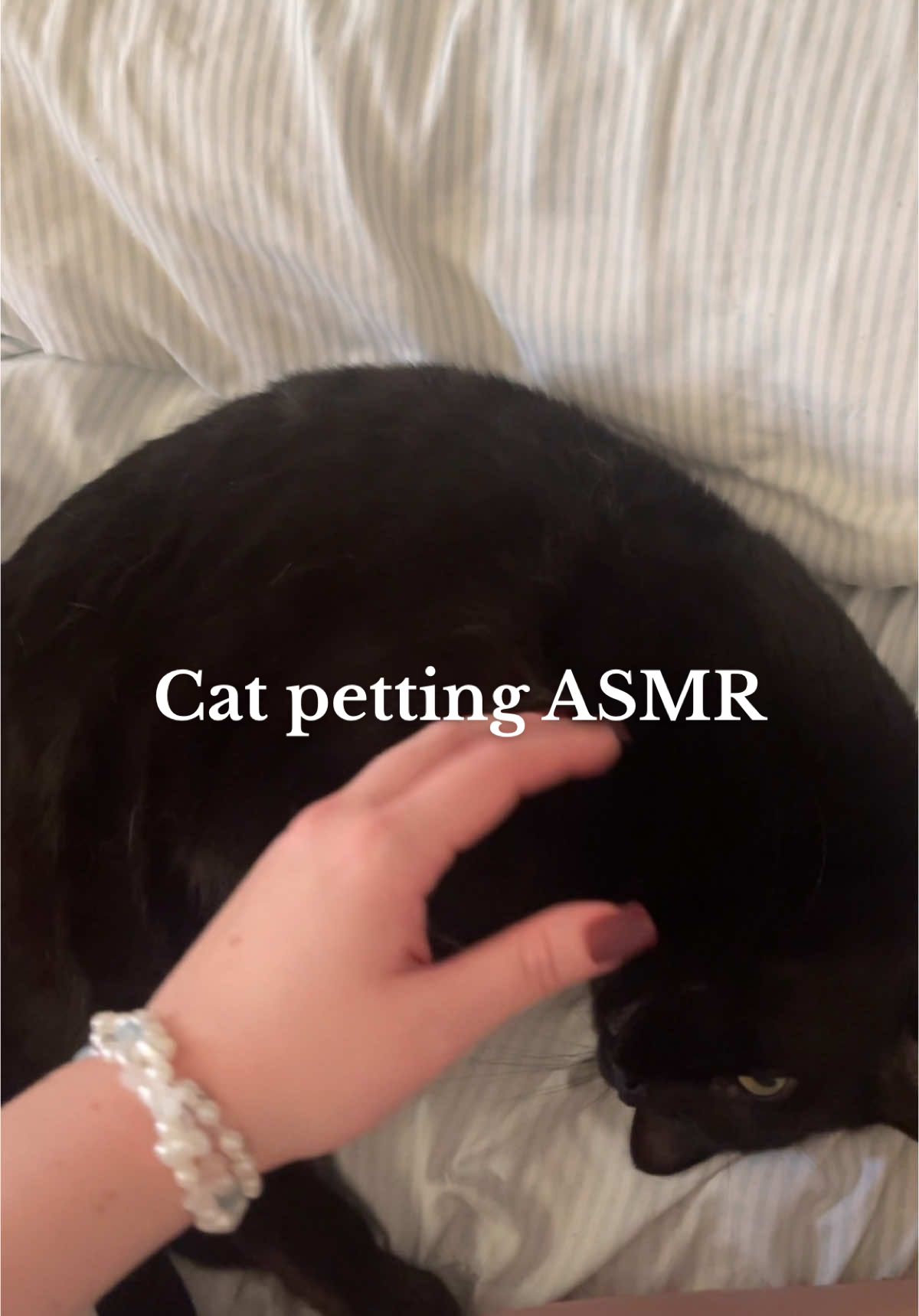 Meet Pumpkin 🎃🥰🐈‍⬛ #petasmr #pettingcats #asmrclickywhispers #asmrwhisper 