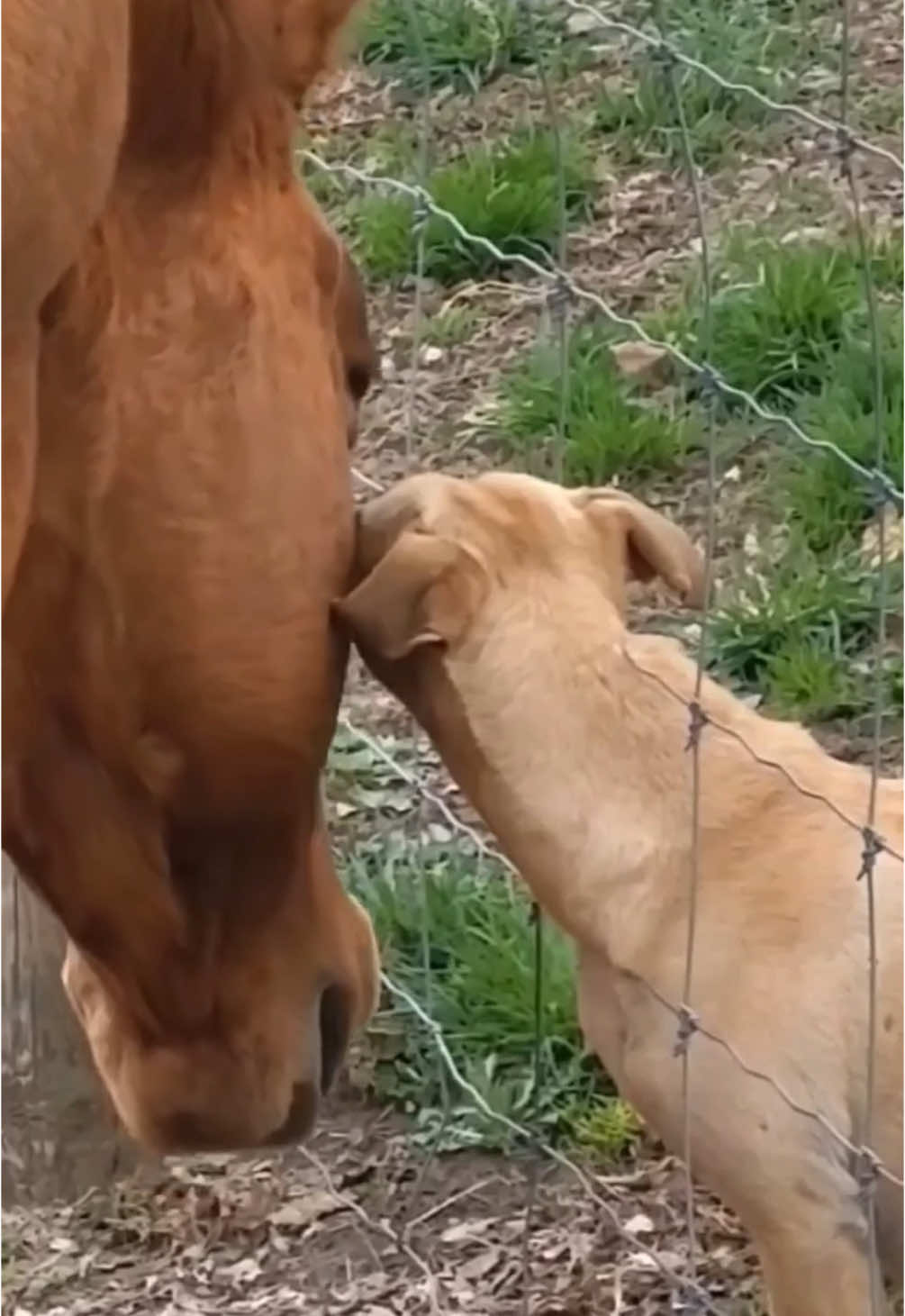 An unlikely bond between two loving creatures ❤️