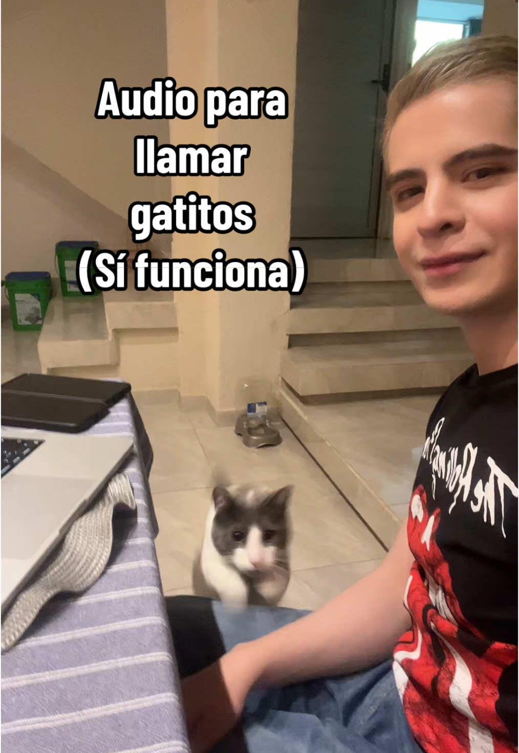 Audio para llamar gatitos que si funciona (garantizado por Remi) #gatitos 