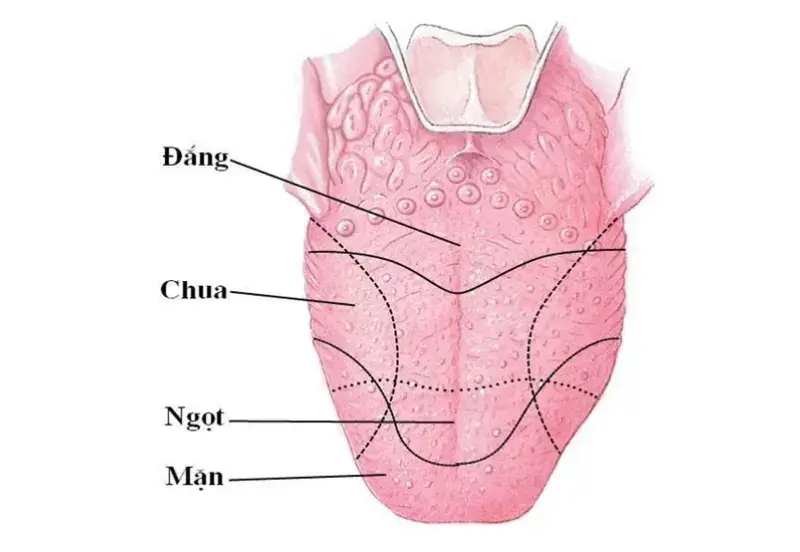 The doctor asked patient to stick our their tongue for a throat examination. #sức khoẻ sắc đẹp vyvy 