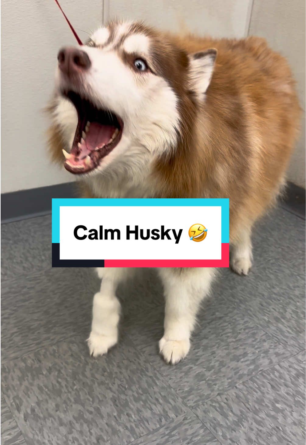 Huskies never make it boring 🤣 #huskies #huskysoftiktok #huskiesoftiktok #siberianhusky #husky #doggrooming #dogbath #tutorial 