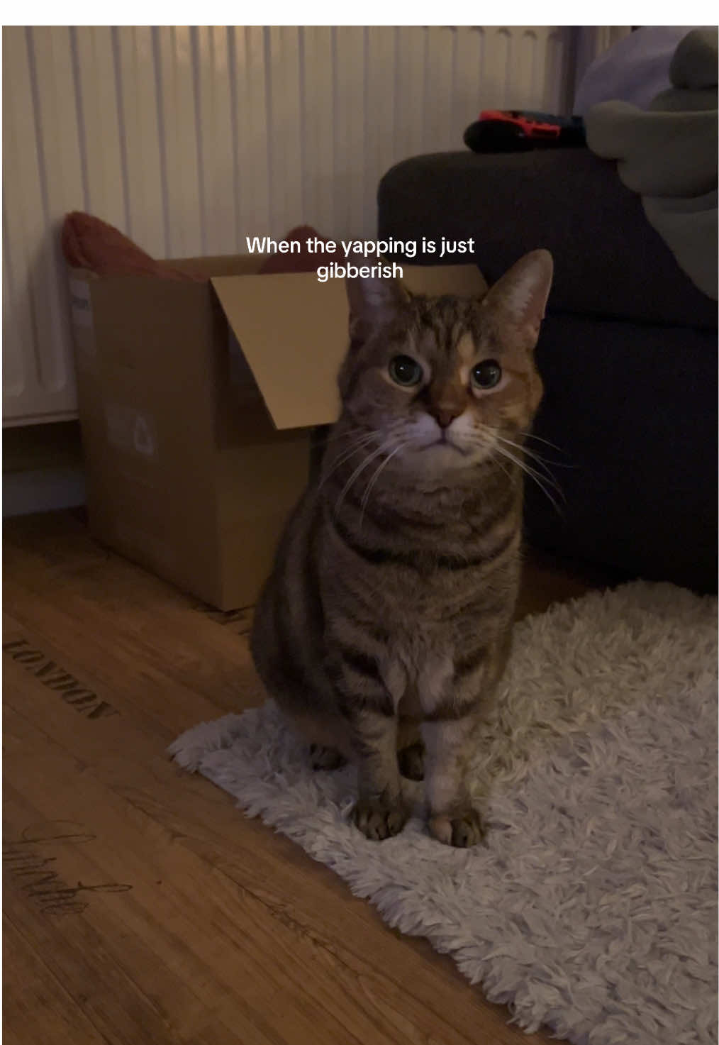 Mweheehweh! Meh. Ma-woh! #talkingcat #mousethecat #talkingcatsoftiktok #funnycat #catsoftiktok #kletsmouse #catsspeaking #funny 