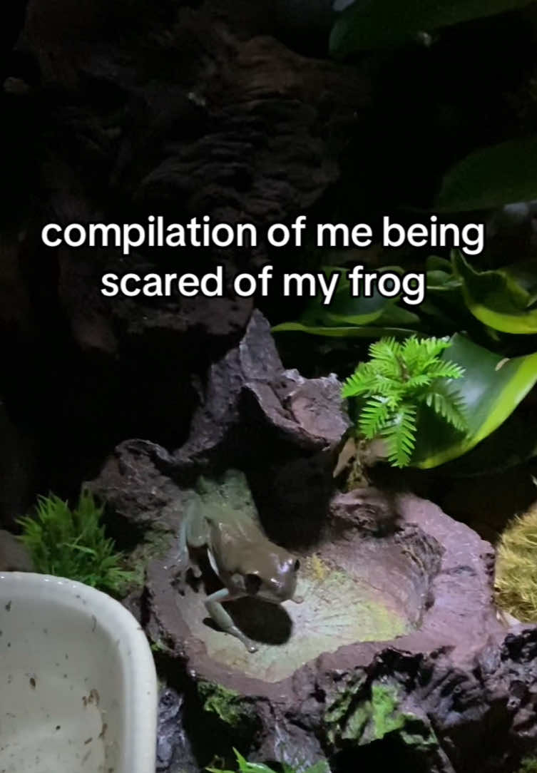 missing froggy lately so wanted to share some old vids 🫶 this was back when pistachio was just a baby and i had to tong feed her to make sure she was eating enough #frogtok #frog #frogtiktok #terrarium