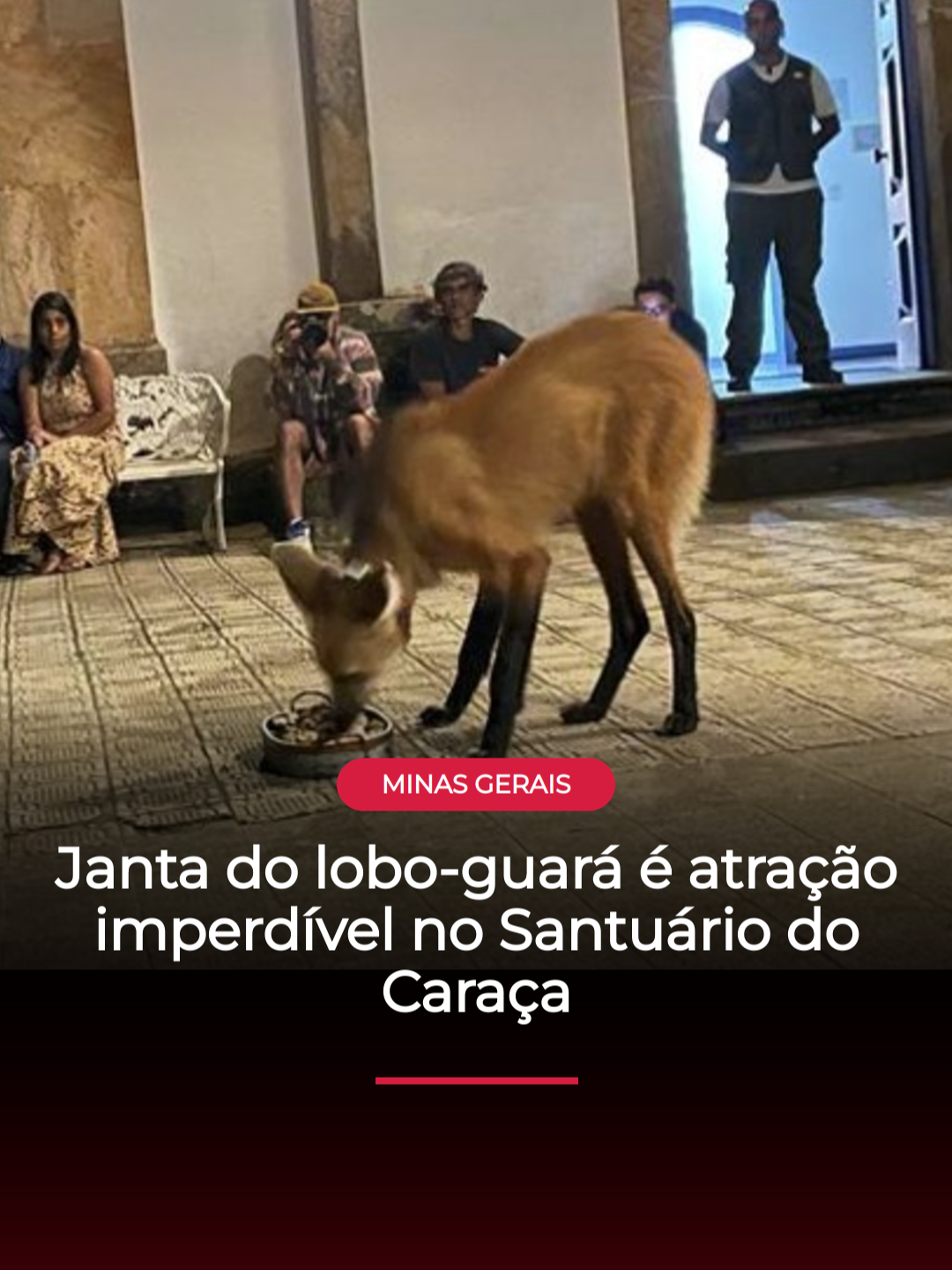 SANTUÁRIO DO CARAÇA | Um quilo de frango desossado e ferventado sem óleo nem sal. Cinco bananas picadas para acompanhamento, já que os bichos rejeitam o mamão: esta é a janta dos lobos-guará que vivem no Santuário do Caraça, em Catas Altas, na região central de Minas. Diariamente, por volta das 20h, os lobos são aguardados no pátio na entrada do Santuário para se saciar com o alimento preparado por padres e funcionários do Caraça. Sentados em cadeiras no pátio, cerca de 20 turistas esperam a chegada do lobo e guardam um silêncio nervoso e depois maravilhados pela proximidade com o animal selvagem. Na noite que a reportagem da Itatiaia passou no local, há uma semana, a fêmea foi quem se aproximou. Sampaia - batizada em homenagem às “sampaias”, mulheres descendentes de escravizados que moravam na região e trabalhavam no Caraça - é arisca, dá uma bocada na panela de metal e corre para a escada atenta a uma rota de fuga. Ela volta ao frango com banana e repete a cena. 📲 Leia mais em itatiaia.com.br 📹 Enzo Menezes/Itatiaia #loboguará #santuário #caraça #minasgerais