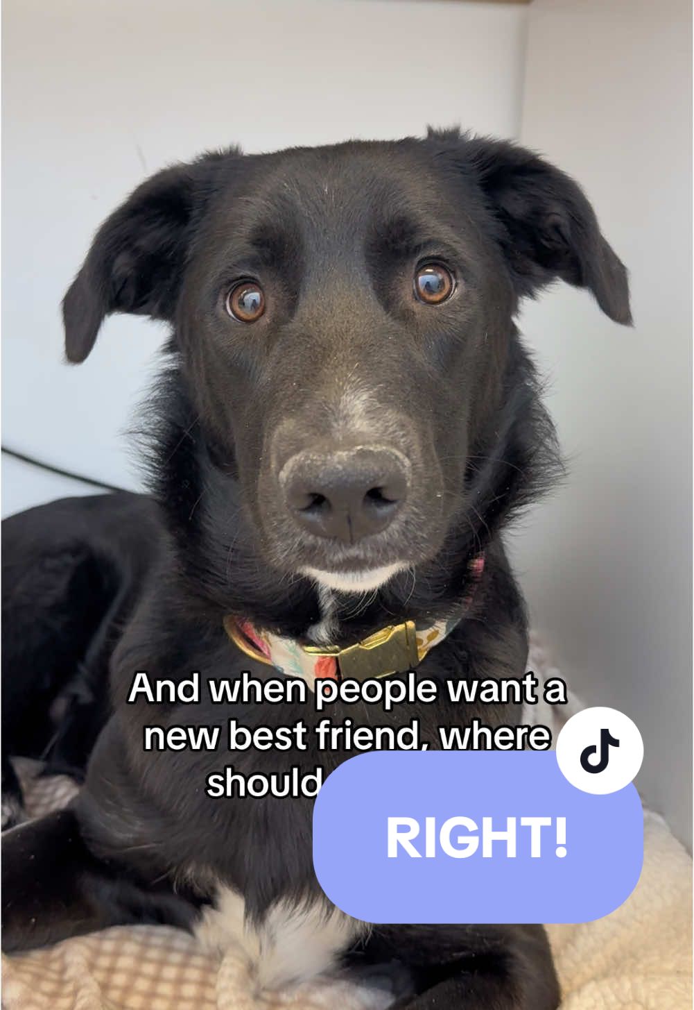 Just First and Bean spitting facts! 🐾 Check out all our adorable adoptables at the link in our bio today! 💜 #fyp #humanesocietyofutah #adoptabledog #adoptablecat #wicked #populat #dogsoftiktok #catsoftiktok #adopt #adoptme #adoptus #cute #funny 