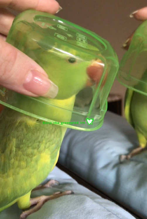 A game of 1-2-3 “PEEKABOO” . . #riccothegreenpiedparrot #peekaboo #funny #funnypets #funnybirds #funnyparrot #birb #birds #parrot #parrots #reels #fyp #fypp #virals #cutest #explore #talkingbird #talkingparrot #😂 #😂😂😂 #❤️ #💚 #greenbird #greenparrot #ringneckparrot #indianringneckparrot #petbird #birdie 