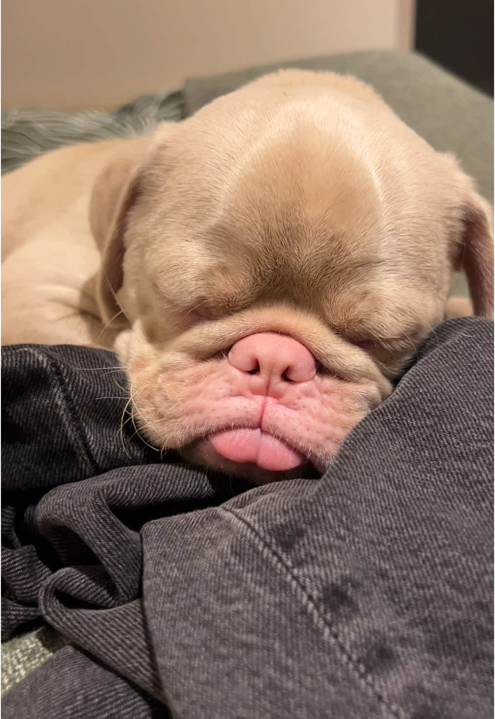 Replying to @. Nothing better than mommy’s scent #funnydog #dog #dogbehavior #funnyvideo #dogsoftiktok #funnyanimals #dogowner #dogmom #dogdad #pug #dogtok #puppy #puppylife #cutedog #cutepuppy #morningroutine #dayinthelife #asmr #dogeating #dogsleeping #relax #roadtrip #pettravel #dogtravel what i did today #whatididtoday #dayinthelife #park #batterseapark #dogpark #dogtreats #pugsoftiktok #boop #bop #nosebop #noseboop 