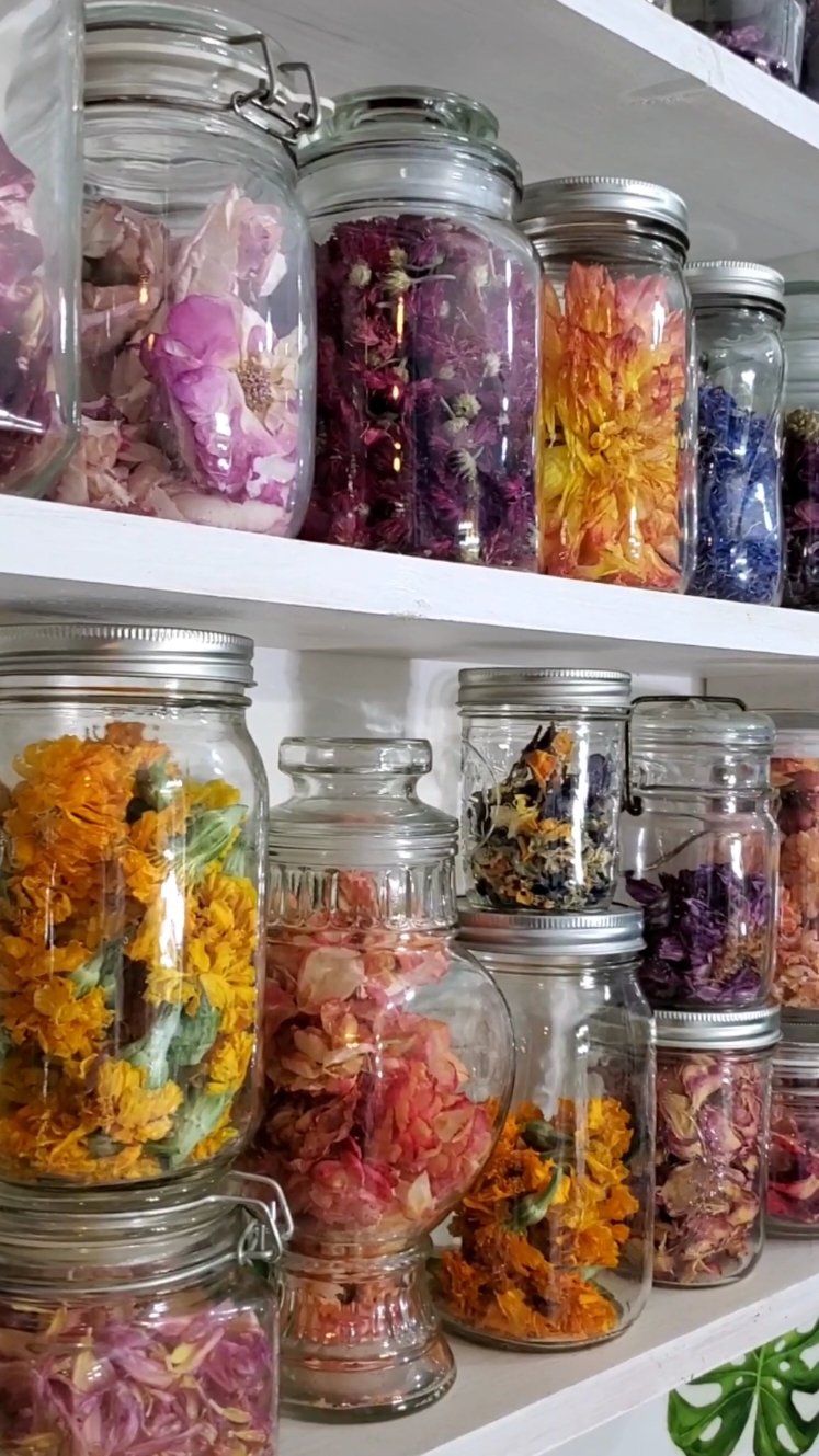 Flowers in December 🌺🌿 This shelf consists mostly of freeze-dried blooms from my garden, either from from this year or the year before, and it never disappoints when I walk by.  While freeze-dried flowers are too fragile for most crafts, the preserved color, flavor and texture are perfect for culinary uses and homemade beauty care. Think delicious syrups, floral baked goods, and homemade blush. So cool!  If only I could share with you how fragrant each jar is when I open them. Especially the roses! They smell like the day we freeze-dried them. It's kind of amazing really✨️ Speaking of amazing, how stinkin' cool is that giant dahlia? Oh, I'm keeping it forever. 🤣 If you're interested, click the link in my bio to learn more about the freeze-dryer we use 🌺🌿 #fyp #flowers #edibleflowers #preservedflowers #freezedried #creativelife #gardenlife #cool  #collection #shelfie #organic #flowergarden #homegrown 