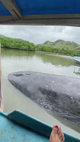 Ikan pausnya sudah di tarik pake perahu warga setempat ke laut dalam yaa 🐳🙏 pausnya masih hidup sehat dan selamat , suara nafasnya saja masih kenceng seperti yang ada dalam video 😍 #ikanpausterdamparfloresNTT