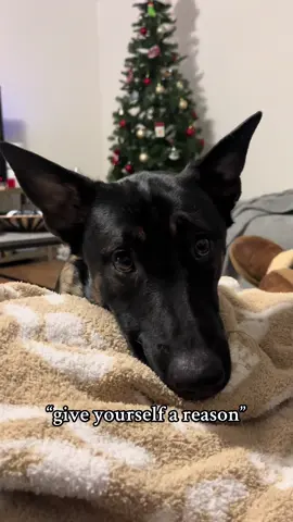 my whole heart. 🤍 • #dog #noahkahan #giveyourselfareason #puppy #belgianmalinois #lovemydog 